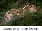 Long-eared owl - Asio Otus. The long-eared owl, also known as the northern long-eared owl, is a species of owl which breeds in Europe, Asia, and North America.