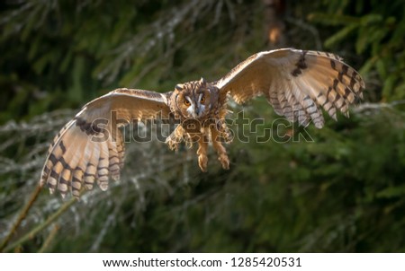 Long-eared owl - Asio Otus. The long-eared owl, also known as the northern long-eared owl, is a species of owl which breeds in Europe, Asia, and North America.
