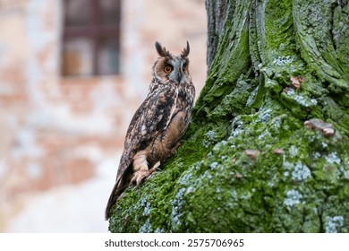 Long-eared Owl, Asio otus, Medium-sized, rather slender owl with long 