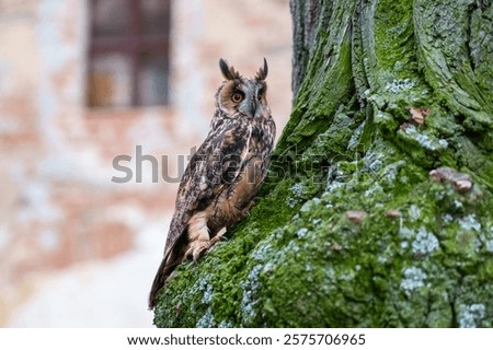 Long-eared Owl, Asio otus, Medium-sized, rather slender owl with long 