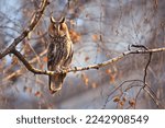 Long-eared Owl (Asio otus), perched on a branch