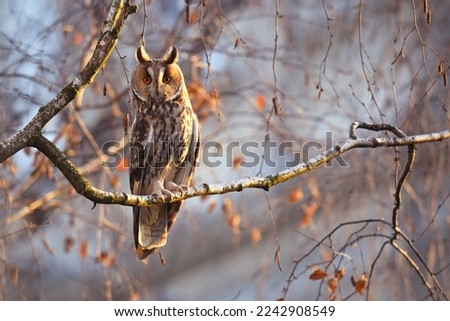 Long-eared Owl (Asio otus), perched on a branch