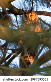 Long-eared owl (Asio otus) in pine tree during last light of sunset. Fluffy owl with one eye in shadow looking to camera. Owl hidden in pine tree during golden hour.