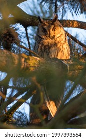 Long-eared owl (Asio otus) in pine tree during last light of sunset. Fluffy owl with one eye in shadow looking to camera. Owl hidden in pine tree during golden hour.
