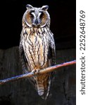 Long-eared owl (Asio otus) portrait