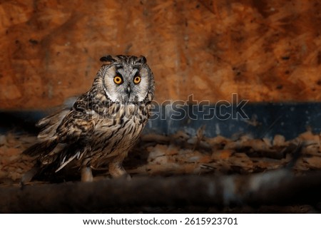 The long-eared owl, Asio otus, preys on small mammals and birds.