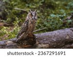 Long-eared owl asio otus sitting on a fallen tree trunk. Cute beautiful nocturnal raptor bird in wildlife.