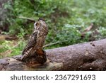 Long-eared owl asio otus sitting on a fallen tree trunk. Cute beautiful nocturnal raptor bird in wildlife.