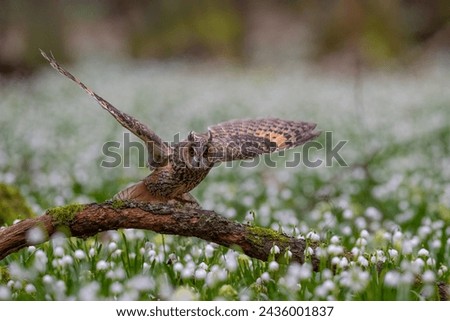 Long-eared owl, Asio otus, in the Spring snowdrops field