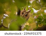 A long-eared owl (Asio otus) stares intently at the photographer from the crown of a tree.