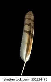  Long-eared owl bird Asio otus feather isolated on black