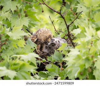 Long-eared owl feeds its chicks
