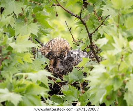 Long-eared owl feeds its chicks
