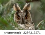 Long-eared owl looking forward with wide opened eyes