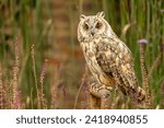 Long-eared owl, Scientific name: Asio Otus.  Close up of a long-eared owl facing forward in colourful wildlife meadow with flowers and reeds. Perched on a garden spade.  Horizontal. Space for copy.