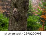 Long-eared owl sitting on a short branch with tree bark as background