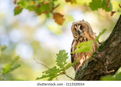 Long-eared owl sitting on a tree trunk with green leaves and blured sunny background. Owl in natural autumn habitat.