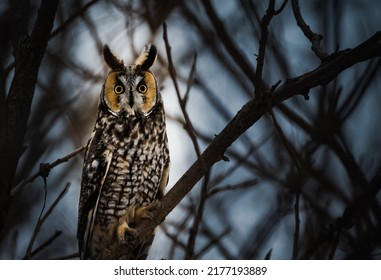 Long-eared Owl Of Southern Ontario,Canada