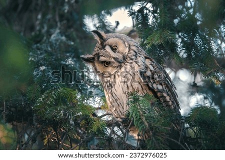 Long-eared owl wildlife bird watching from a pine tree branch in a mystery wood