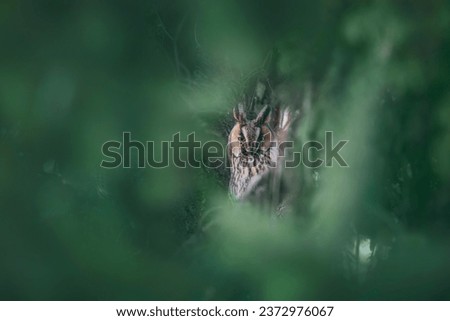 Long-eared owl wildlife bird watching from a pine tree branch in a mystery wood