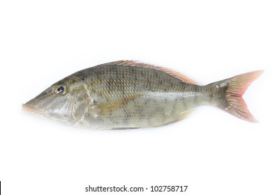 5,350 Emperor fish Images, Stock Photos & Vectors | Shutterstock