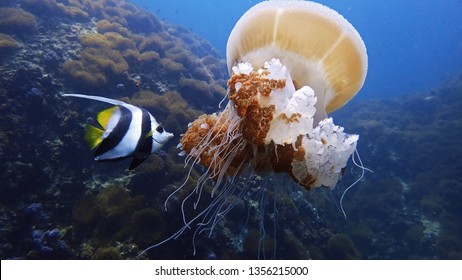 1,924 Jellyfish Eating Images, Stock Photos & Vectors | Shutterstock