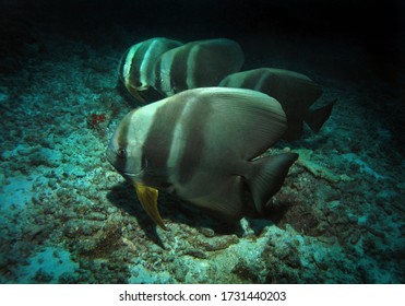 Longfin Batfish In Arabian Sea, Baa Atoll, Maldives, Underwater Photograph  