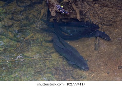 Longfin Eels in fresh water

