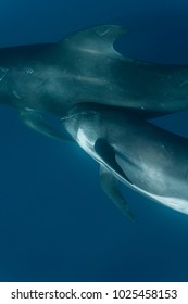 Long-finned Pilot Whale