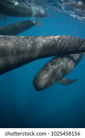 Long-finned Pilot Whale