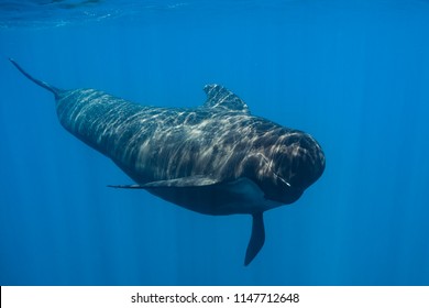 Long-finned Pilot Whale