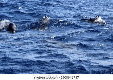  long-finned pilot whale, whale, rippled water texture background turquoise blue water - Powered by Shutterstock