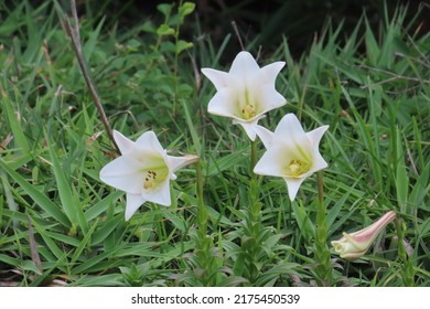 The Longflower Lily, Lilium Longiflorum