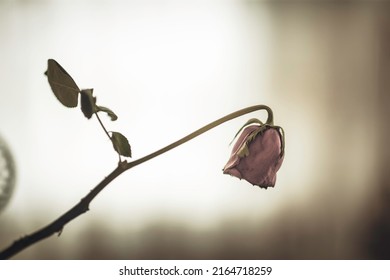 A long-forgotten withered rose placed in a vase.