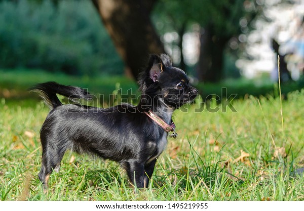 toy chihuahua black