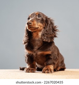 Longhair black dachshund sitting. Portrait of sausage dog. Pet on light grey backgruong studio shot. Cute fluffy puppy smiling - Shutterstock ID 2267020435