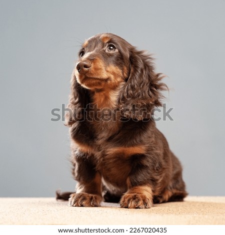 Longhair black dachshund sitting. Portrait of sausage dog. Pet on light grey backgruong studio shot. Cute fluffy puppy smiling