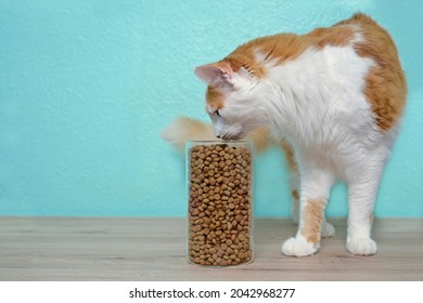 Longhair Cat Looking Curious To Dry Cat Food In In Storage Jar. Side View With Copy Space.