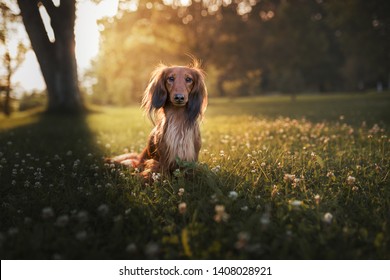 Longhair dachshund in flowers. Dachshund in backlight. Small dog in park. Cute pets. - Shutterstock ID 1408028921