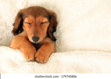 Longhair dachshund puppy asleep on a bed. 