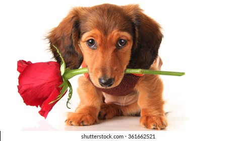 Valentine Puppy Images Stock Photos Vectors Shutterstock