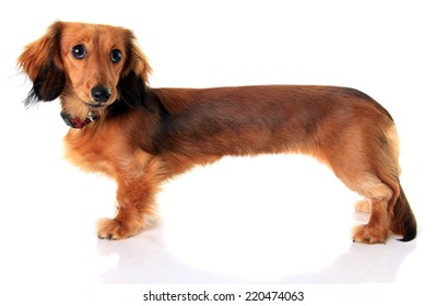 Longhair Dachshund Puppy, Stretched Extra Long In Photoshop. 