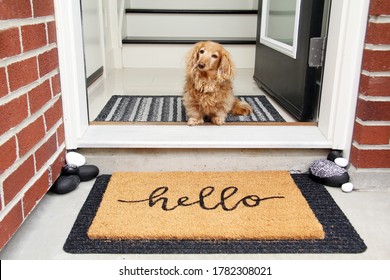 Longhair dachshund sitting in the front entrance of a home. little dog sitting by a door mat that says Hello. Doorway welcome concept. 