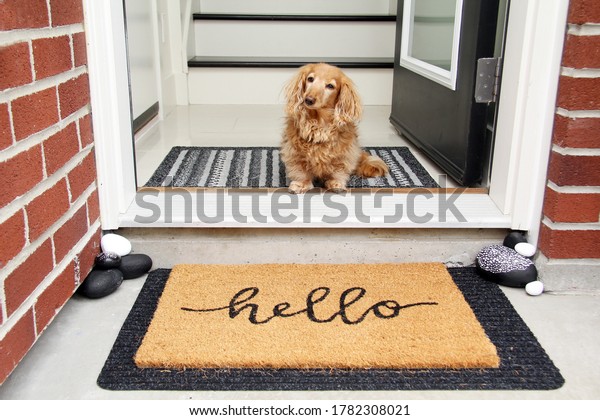 Longhair dachshund sitting in the front entrance of a\
home. little dog sitting by a door mat that says Hello. Doorway\
welcome concept. 