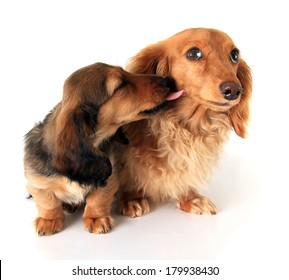 Longhair dachshunds, puppy love concept. 