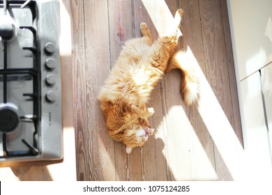 Longhair Ginger Car Stretching On Wooden Kitchen Floor. Stovetop Burners Visible On The Side. Overhead Shot. 