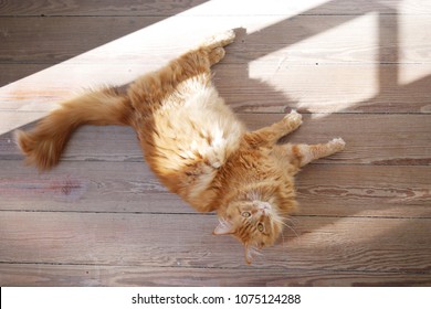 Longhair Ginger Car Stretching On Wooden Floor. Overhead Shot. 