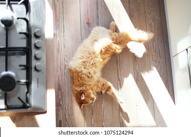 Longhair Ginger Car Stretching On Wooden Kitchen Floor. Stovetop Burners Visible On The Side. Overhead Shot. 