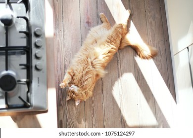 Longhair Ginger Car Stretching On Wooden Kitchen Floor. Stovetop Burners Visible On The Side. Overhead Shot. 