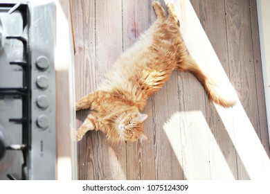 Longhair Ginger Car Stretching On Wooden Kitchen Floor. Stovetop Burners Visible On The Side. Overhead Shot. 